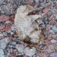 The remains of an ancient penguin chick, with much of its feathers and tissue still intact.